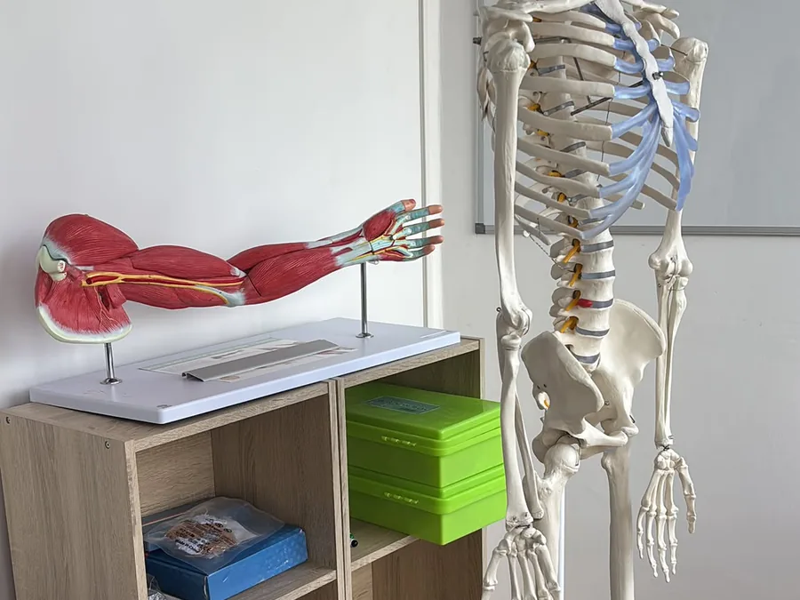 Le matériel d'anatomie disponible dans les locaux